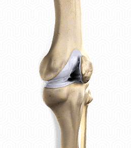 knee image